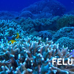 marine-species-gene-feluda.png